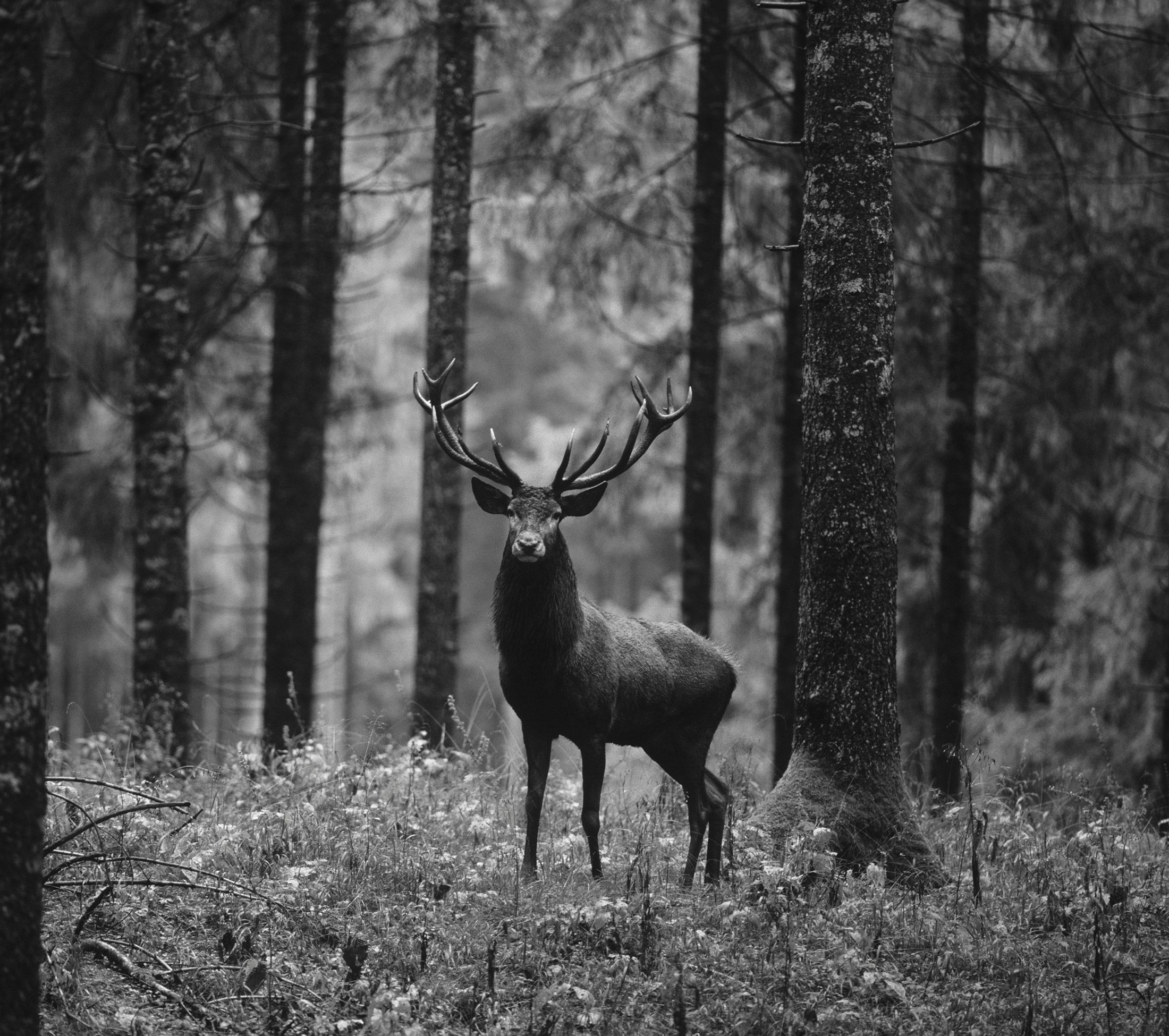 Ein Hirsch im Wald - Foto in Schwarz-Weiß